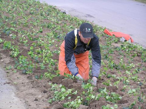 Beplantning