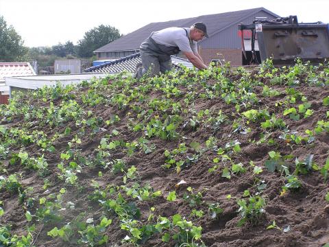 Beplantning