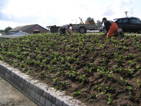 Beplantning